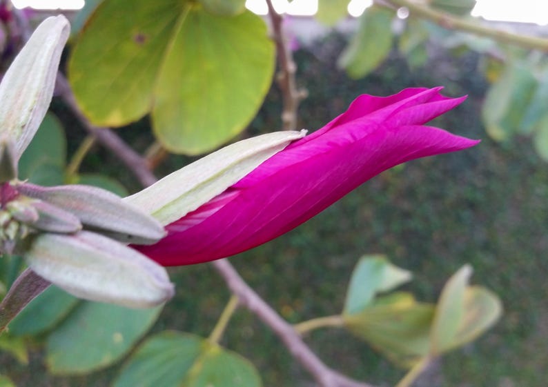 May include: A vibrant magenta flower bud partially encased in a pale green, velvety sepal. The elongated, pointed bud extends horizontally from a woody stem, surrounded by rounded, light green leaves with visible veins and a soft texture.