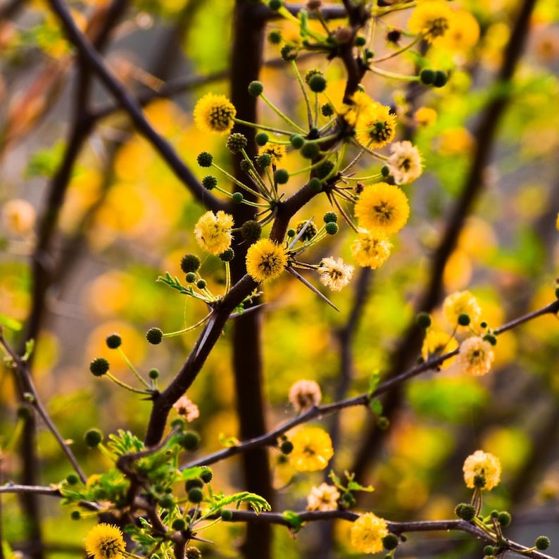 20–70 Samen von Acacia Nilotica, Babul, Dornenmimose, Vachellia nilotica Bild 1
