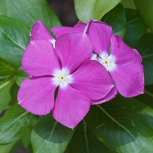 50-100 semi di pervinca del Madagascar, Catharanthus Roseus, semi di vinca rosa, semi di pianta ornamentale da giardino tropicale immagine 8