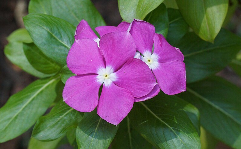 50-100 semi di pervinca del Madagascar, Catharanthus Roseus, semi di vinca rosa, semi di pianta ornamentale da giardino tropicale immagine 8