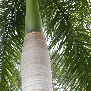 Puede incluir: Una palmera alta con un tronco cil&iacute;ndrico, liso y de color gris claro que se transforma en un capitel de color verde vibrante. Largas y delgadas frondas de color verde oscuro se extienden desde la parte superior, creando un dosel denso.