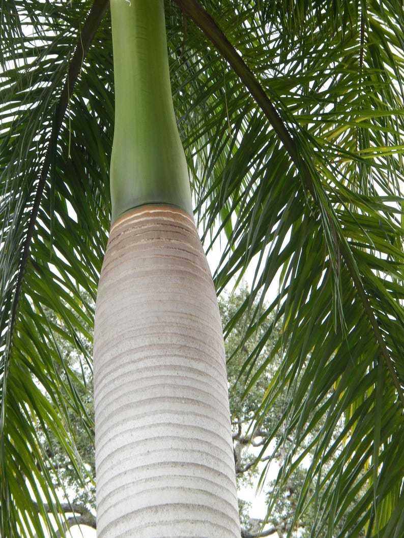 Puede incluir: Una palmera alta con un tronco cil&iacute;ndrico, liso y de color gris claro que se transforma en un capitel de color verde vibrante. Largas y delgadas frondas de color verde oscuro se extienden desde la parte superior, creando un dosel denso.