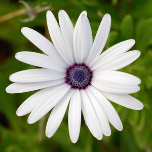 100+ Osteospermum Flower Seeds, Osteospermum ecklonis, African Daisy, Cape Daisy image 6