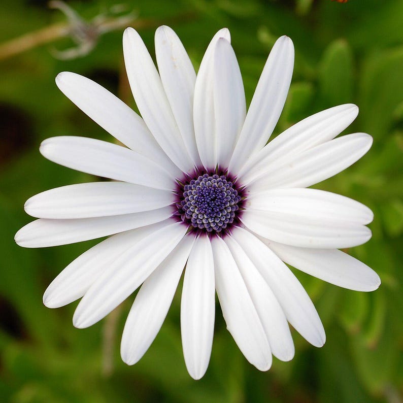 100+ Osteospermum Flower Seeds, Osteospermum ecklonis, African Daisy, Cape Daisy image 6
