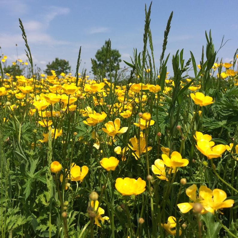 15+ Chinese Buttercup Seeds, Ranunculus cantoniensis, Wild Meadow Flower image 10