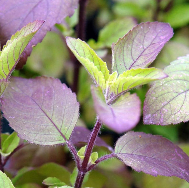 K&ouml;nnte beinhalten: Eine Pflanze mit gezackten, ovalen Bl&auml;ttern, die von tiefem Violett zu hellem Gr&uuml;n &uuml;bergehen. Die St&auml;ngel sind dunkelviolett und mit feinen, weichen H&auml;rchen bedeckt, wobei auf jeder Blattoberfl&auml;che deutliche Blattadern zu sehen sind.