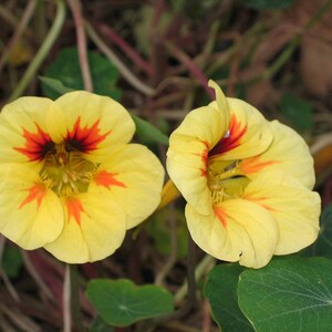 20+ Kapuzinerkresse-Alaska-Mischung (Tropaeolum majus, Kapuzinerkresseblüte, Gartenpflanze) Bild 9