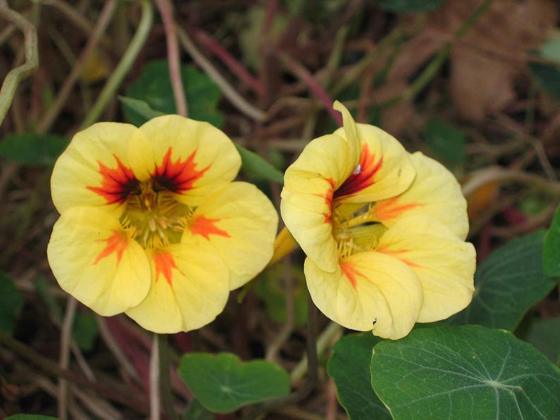 20+ Kapuzinerkresse-Alaska-Mischung (Tropaeolum majus, Kapuzinerkresseblüte, Gartenpflanze) Bild 9