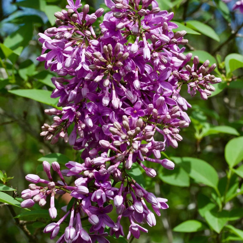 20-50 semillas de lila china, Syringa chinensis, arbusto de flores moradas imagen 6