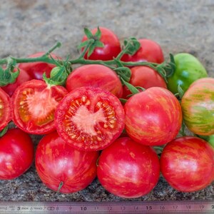 10+ Tomato Strawberry tiger Seeds, Tigerella, Solanum lycopersicum, Tigerella tomato, Striped tomato, Early tomato