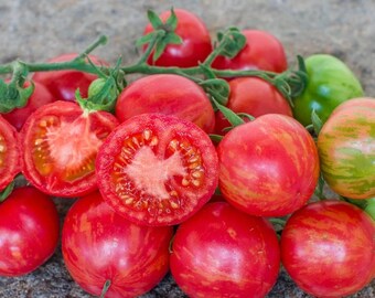 10+ Tomato Strawberry tiger Seeds, Tigerella, Solanum lycopersicum, Tigerella tomato, Striped tomato, Early tomato