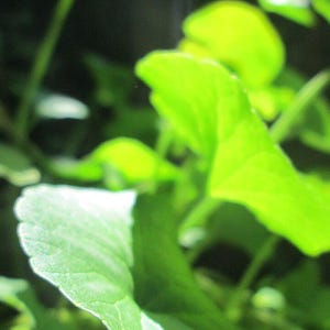 50-100 semillas de Gotu Kola, Centella Asiática, Pennywort Asiática, Pennywort India, Brahmi, semillas de hierbas imagen 10