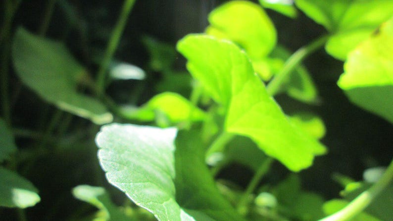 50-100 semillas de Gotu Kola, Centella Asiática, Pennywort Asiática, Pennywort India, Brahmi, semillas de hierbas imagen 10