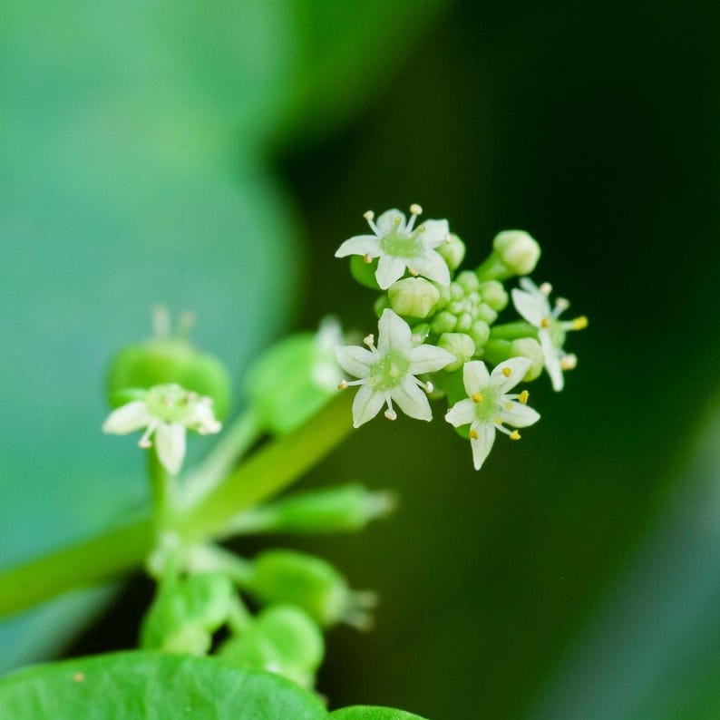 Puede incluir: Un racimo de peque&ntilde;as flores blancas en forma de estrella con cinco p&eacute;talos y centros amarillos, unidas a un tallo verde brillante. Las delicadas flores est&aacute;n rodeadas de capullos verdes cerrados y grandes hojas verdes desenfocadas.