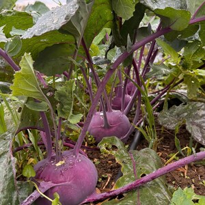 Op de afbeelding: Meerdere paarse koolrabiplanten groeien in de aarde, met ronde, bolvormige paarse stengels en grote, brede groene bladeren met zichtbare waterdruppels. De planten hebben dunne, paarse stelen die omhoog groeien vanuit de basis.