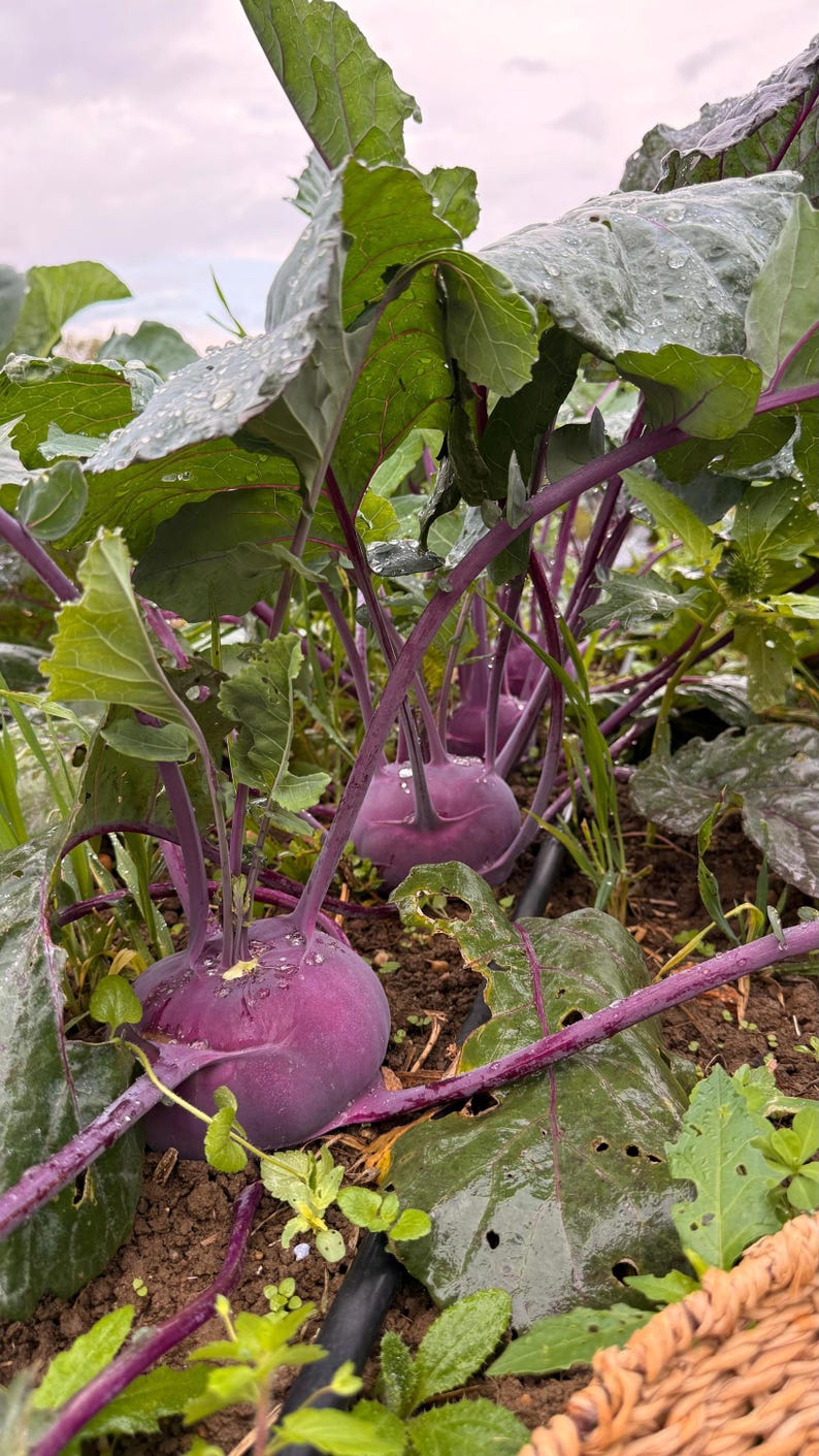 Op de afbeelding: Meerdere paarse koolrabiplanten groeien in de aarde, met ronde, bolvormige paarse stengels en grote, brede groene bladeren met zichtbare waterdruppels. De planten hebben dunne, paarse stelen die omhoog groeien vanuit de basis.
