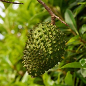 5 à 10 graines de corossol, Annona muricata, Graviola, Guanabana, pawpaw brésilien, graines d'arbre fruitier tropical image 2