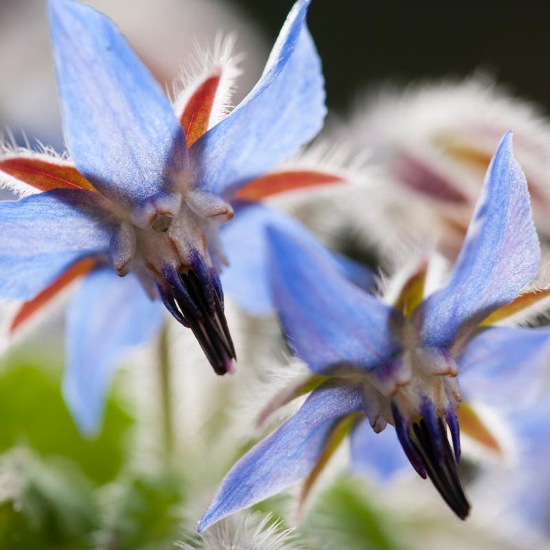 Más de 15 semillas de borraja, Borago officinalis, flor de estrella azul, hierba comestible. imagen 3