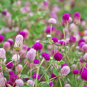 100+ Gomphrena Mixed Color Seeds, Globe Flower Mix, Garden Flower image 1