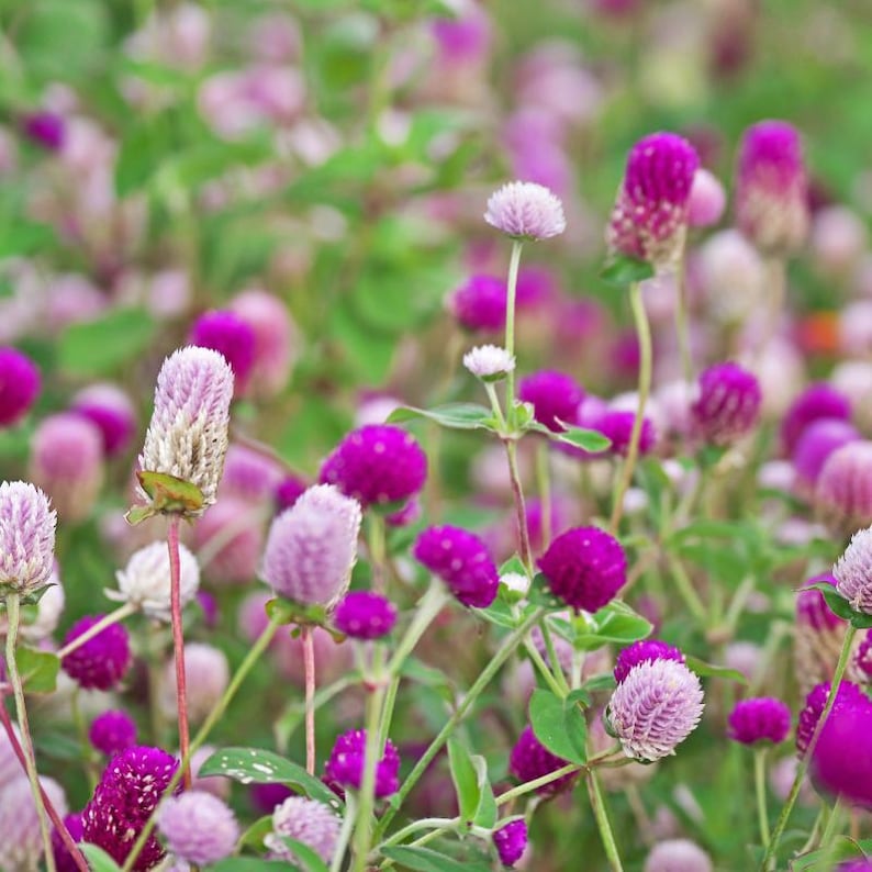 100+ Gomphrena Mixed Color Seeds, Globe Flower Mix, Garden Flower image 1