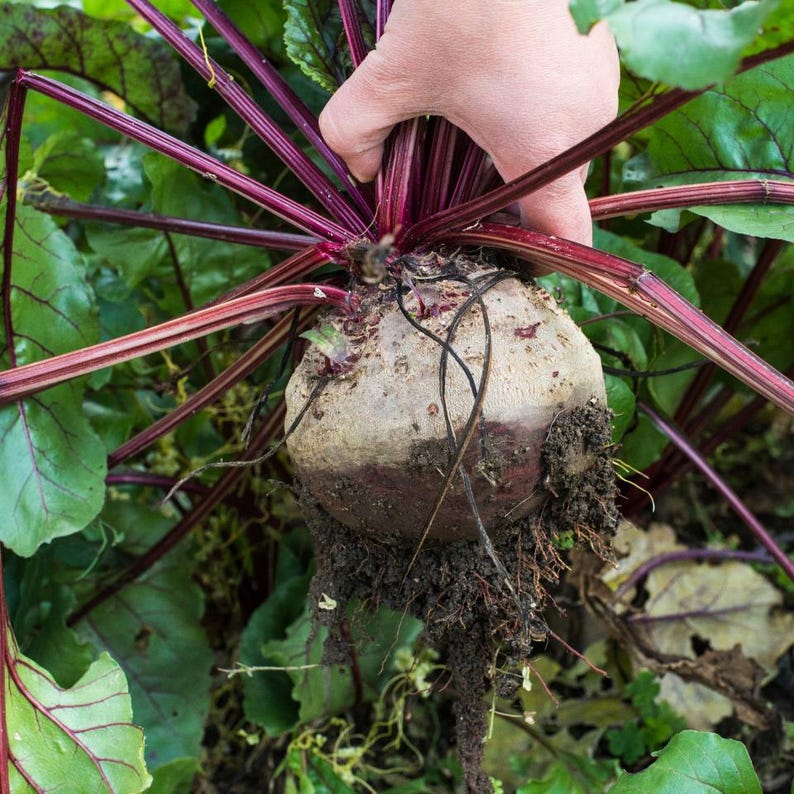 Über 100 Samen der Sorte Rosy Red 555 Rote Bete (Beta vulgaris), Wurzelgemüse Bild 10