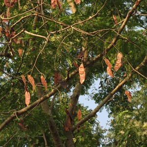 30-60 Svarta Sirisfrön, Albizia Odoratissima, Doftande Albizia, Svart Siristräd, Tropiska Trädfrön bild 1