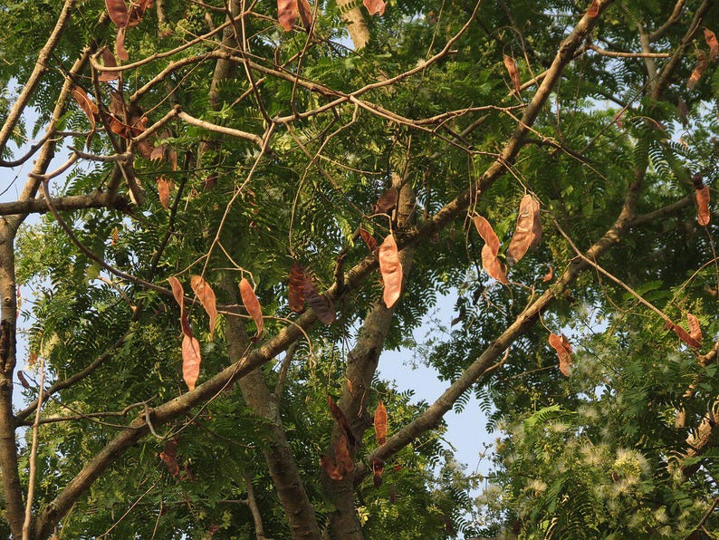 30-60 Svarta Sirisfrön, Albizia Odoratissima, Doftande Albizia, Svart Siristräd, Tropiska Trädfrön bild 1