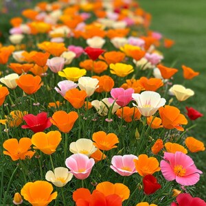 May include: A vibrant field of California poppies featuring a diverse colour palette of bright orange, sunny yellow, soft cream, and delicate pink petals. The flowers are displayed in full bloom with green stems and foliage visible throughout the patch.