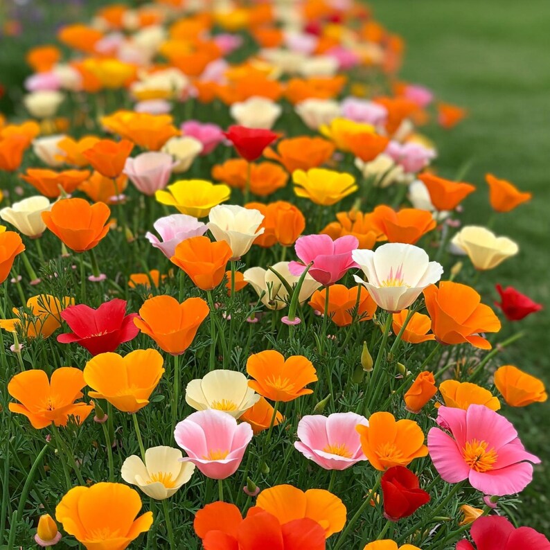 May include: A vibrant field of California poppies featuring a diverse colour palette of bright orange, sunny yellow, soft cream, and delicate pink petals. The flowers are displayed in full bloom with green stems and foliage visible throughout the patch.