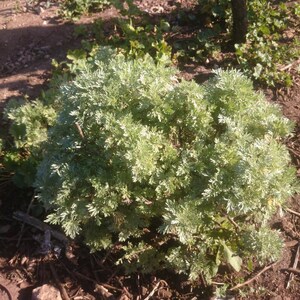 100-500 Wormwood Seeds, Artemisia absinthium, Silver Aromatic Herb image 5