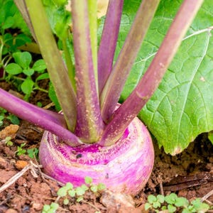 May include: A purple and white turnip growing in dark soil with vibrant green leaves and thick purple stems extending upwards. The root vegetable is partially exposed above the ground, showing a smooth, rounded surface with distinct colour transitions.