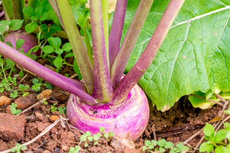 May include: A purple and white turnip growing in dark soil with vibrant green leaves and thick purple stems extending upwards. The root vegetable is partially exposed above the ground, showing a smooth, rounded surface with distinct colour transitions.