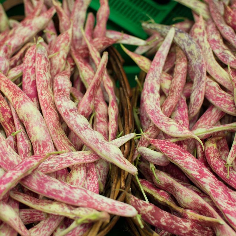 10-30 semillas de frijol rajma rojo, Phaseolus vulgaris, verdura de frijol. imagen 9