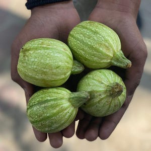 15+ Chappan Kaddu frön, Cucurbita pepo, indisk zucchini, sommarsquash bild 12