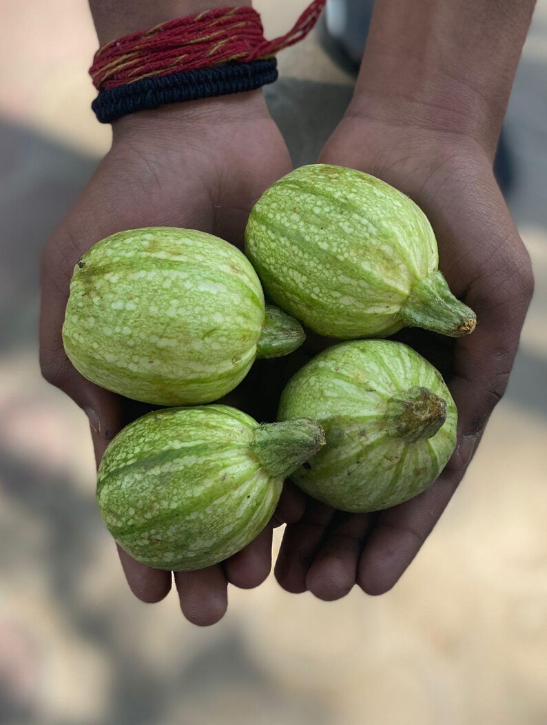 15+ Chappan Kaddu frön, Cucurbita pepo, indisk zucchini, sommarsquash bild 12