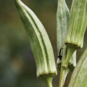 May include: Several fresh okra pods attached to a central stem. The pods are elongated, tapered, and light green with a slightly fuzzy, ridged texture. Each pod features vertical ribs and a pointed tip, showcasing natural variations in color.