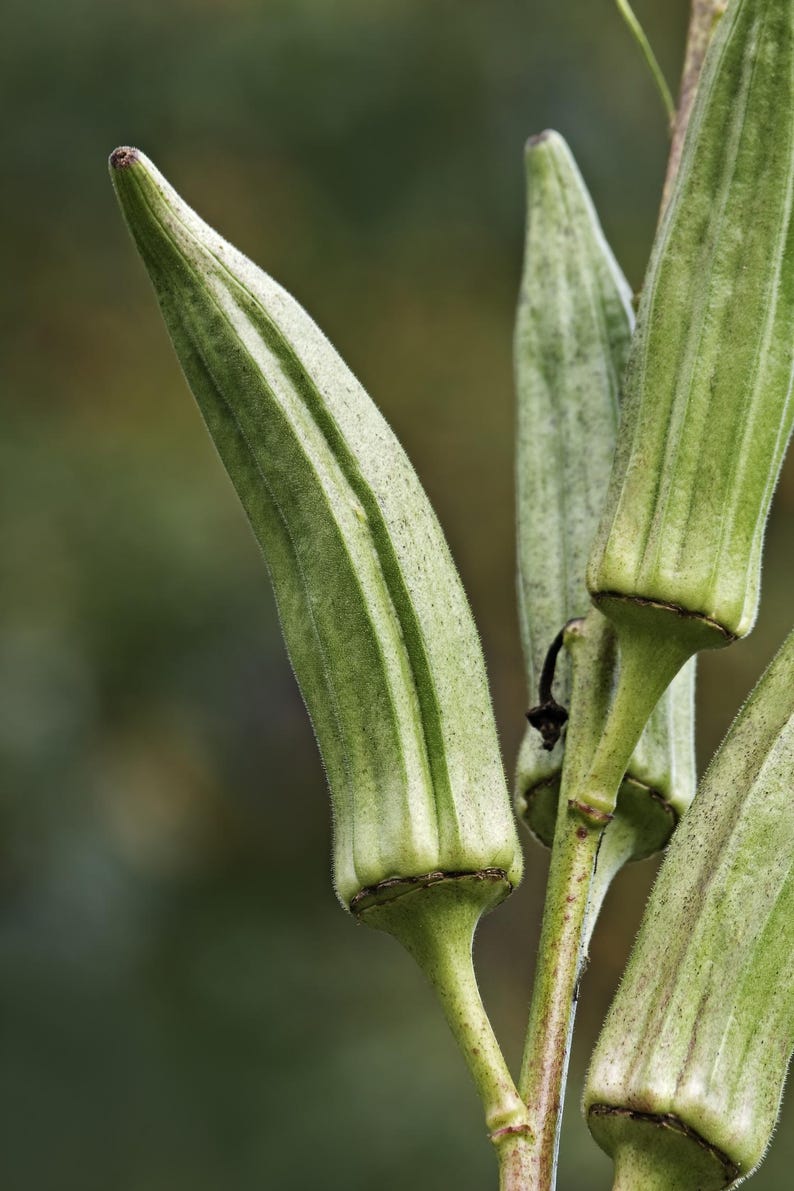 May include: Several fresh okra pods attached to a central stem. The pods are elongated, tapered, and light green with a slightly fuzzy, ridged texture. Each pod features vertical ribs and a pointed tip, showcasing natural variations in color.