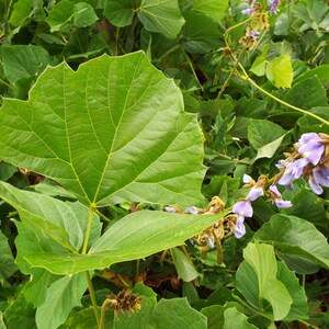 10+ semi di fagioli Jicama Yam, Pachyrhizus erosus, rapa messicana, Sankalu immagine 4