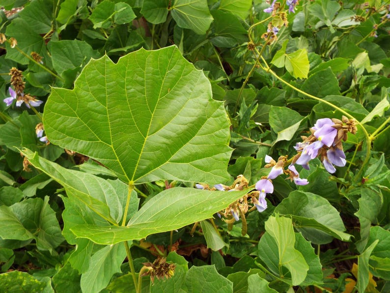 10+ semi di fagioli Jicama Yam, Pachyrhizus erosus, rapa messicana, Sankalu immagine 4