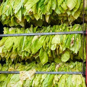Puede incluir: Una disposici&oacute;n vertical de hojas de tabaco cosechadas colgadas en capas sobre un estante de metal. Las hojas anchas y planas muestran varios tonos de verde claro y amarillo p&aacute;lido, con algunas se&ntilde;ales de secado y oscurecimiento.
