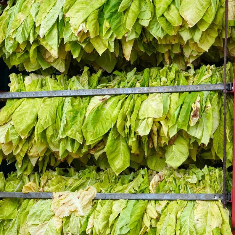 Puede incluir: Una disposici&oacute;n vertical de hojas de tabaco cosechadas colgadas en capas sobre un estante de metal. Las hojas anchas y planas muestran varios tonos de verde claro y amarillo p&aacute;lido, con algunas se&ntilde;ales de secado y oscurecimiento.