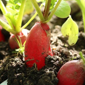Über 100 Samen der chinesischen Rosenrettichsorte Raphanus sativus (Rosa Rettich), Wurzelgemüse Bild 10