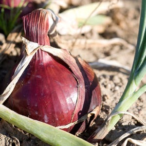 50+ Onion Pusa red Seeds, Red Onion, Onions & Alliums image 8