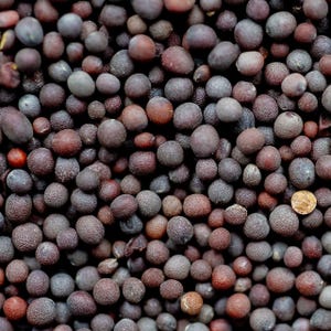 Puede incluir: Una densa colecci&oacute;n de peque&ntilde;as semillas de mostaza redondas, de color marr&oacute;n oscuro y negro. Las semillas tienen una superficie texturizada y mate, y var&iacute;an ligeramente en tama&ntilde;o y color, algunas con tonos rojizos o bronceados, creando un patr&oacute;n granular.