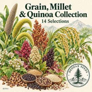 Grain Millet & Quinoa Collection Seeds, 14 Seed Varieties, 1340+ Seeds, Bajra, Kodo, Foxtail Millet