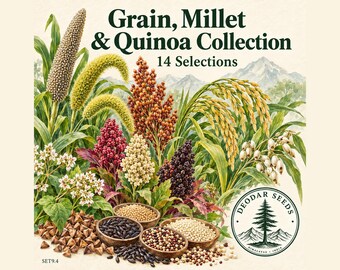 1340+ Grain Millet & Quinoa Collection Seeds, 14 Seed Varieties, Bajra, Kodo, Foxtail Millet