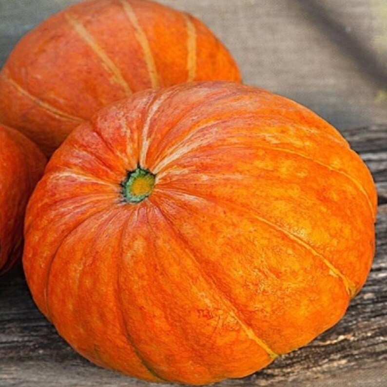 15+ Orange Kürbiskerne, Cucurbita orange, Kürbisse, Flaschenkürbisse und Melonen Bild 4