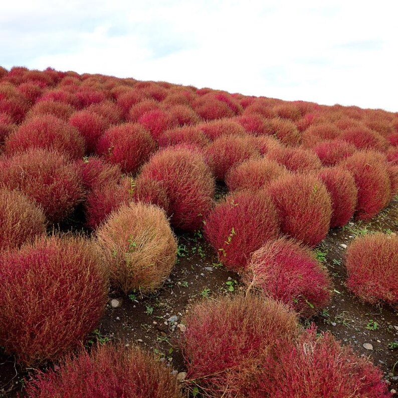 Más de 100 semillas de Kochia Childsii, Bassia scoparia, arbusto híbrido, follaje ornamental. imagen 4