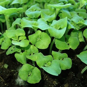 Oltre 100 semi di salvia scarlatta, Salvia splendens rossa per vasi e bordure fiorite immagine 7