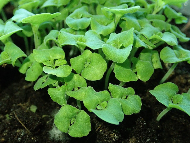 Oltre 100 semi di salvia scarlatta, Salvia splendens rossa per vasi e bordure fiorite immagine 7
